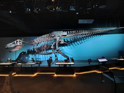 Cretaceous Crossroads Exhibit at the Museum of the Rockies Shines
